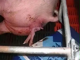 母猪产程过长