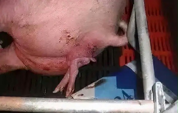 母猪产程过长的危害