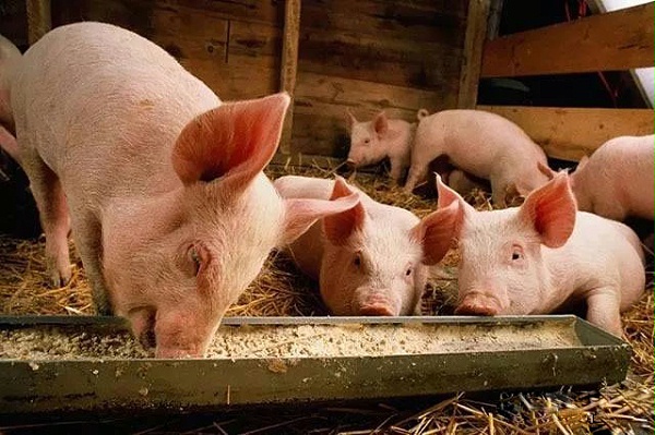 僵猪产生的原因及预防措施