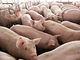 【养猪技巧】冬天养猪做好这五件事，提高养殖效益！