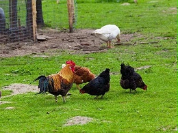 畜牧业2018年度总结丨畜禽养殖生产稳定向好