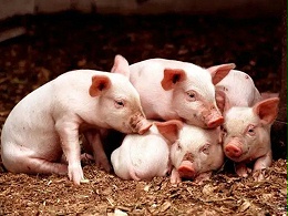 冬季气温低，养猪场冬季养猪一定要注意预防冬季冷应激对猪的伤害！
