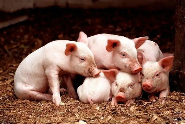 冬季养猪预防低温应激
