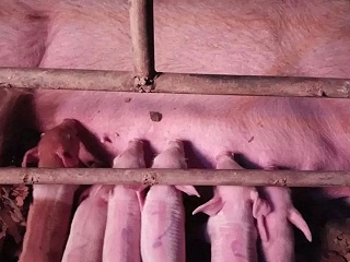 猪场管理中仔猪寄养的养猪技术