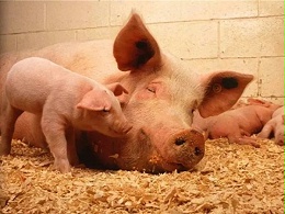 母猪缺铁性贫血建议方案