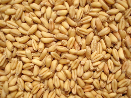 小麦替代玉米，注意本底值陷阱！