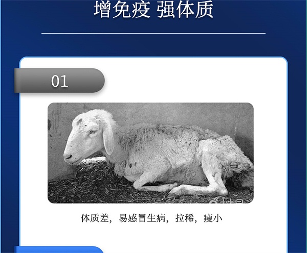 吉隆达动保牛羊饲料添加剂牛羊壮膘宝产品介绍