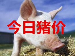 今日猪价 | 激动！猪价终于上涨了！2022年3月22日全国各地最新猪价行情！