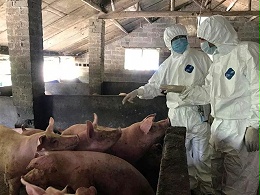 农业农村部发布猪瘟防控行动相关通知