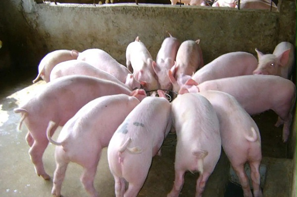猪养殖周期