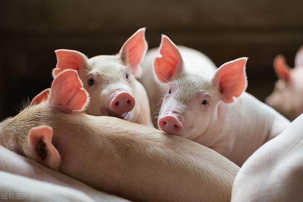 冬季预防母猪流产