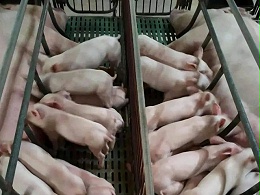 【养猪技术】冷应激危害大，冬季养猪场这样做何预防母猪流产、产弱仔！