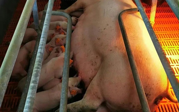 冬季预防母猪流产