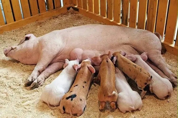母猪饲养管理