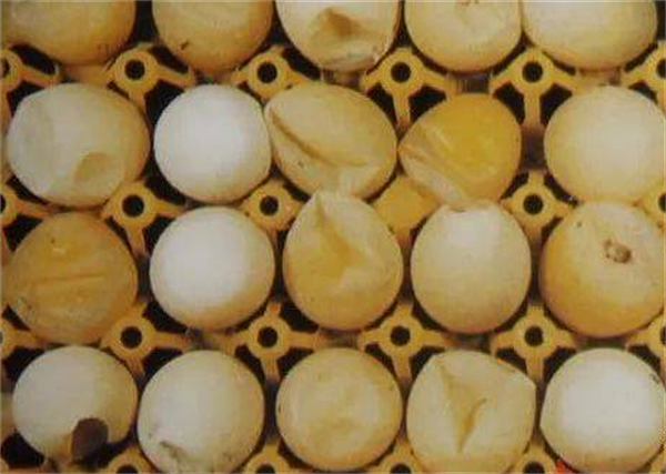 微量元素对蛋壳质量的影响