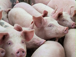 养猪资讯，各大猪企巨头发布9月生猪出栏数据！16家猪企卖猪超千万头