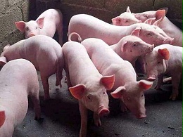 养猪技术：养猪人一定要知道的养猪省料小妙招！