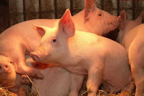 冬季提高猪场养猪效益的养猪技术