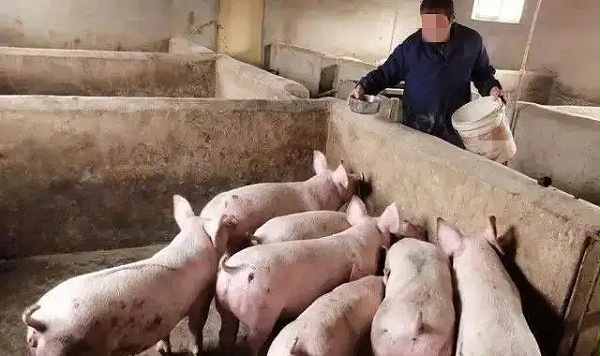 冬季养猪