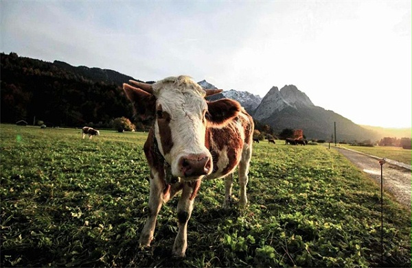 人造肉对畜牧业的影响