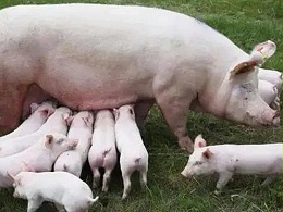 4268万头！最新能繁母猪存栏量公布！大猪企如何应对猪价低迷？