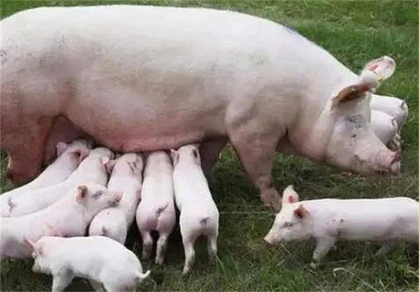 最新母猪能繁存栏量