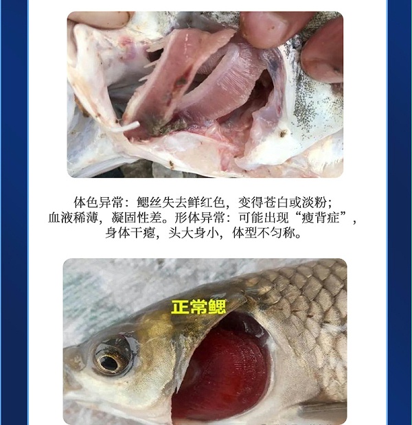 健立血鱼详情_03