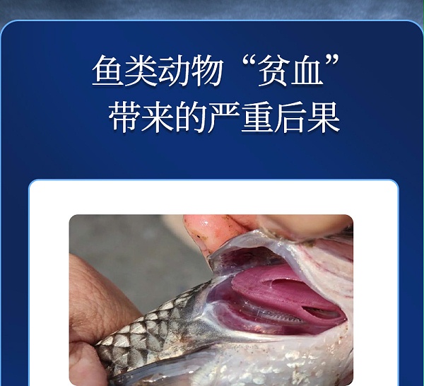 健立血鱼详情_02