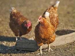重金属——钒在家禽生产中的影响(三)