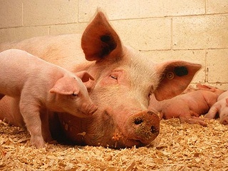 冬季母猪饲养管理的注意事项