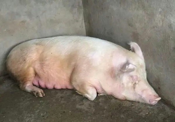 母猪缺钙