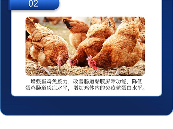 吉隆达动保禽饲料添加剂蛋高产品介绍