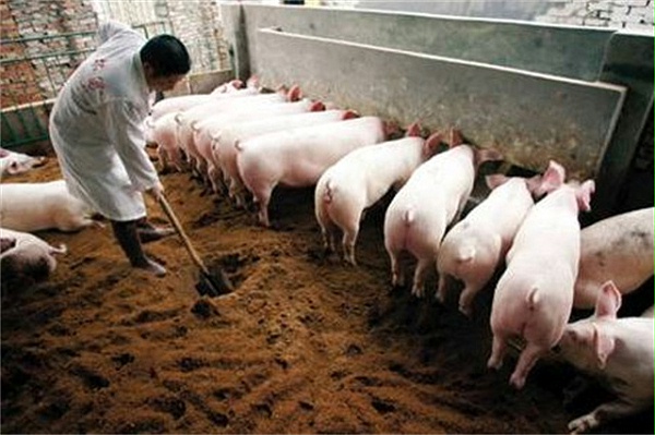 为什么养猪要用饲料添加剂