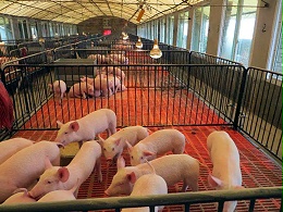 冬天猪舍氨气重，危害大，养猪场应该怎么办？
