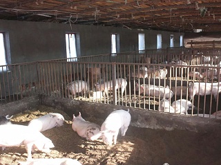 如何做好生长肥育猪的饲养管理？猪微量元素预混合饲料来帮您