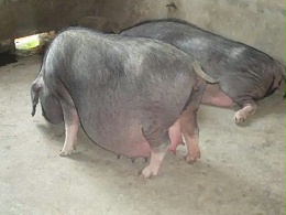 【养猪技术】母猪妊娠末期日粮怎么选择？高钙的好还是低钙好？