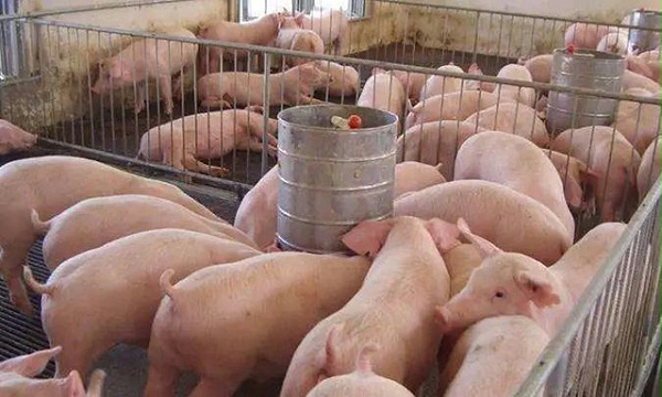 冬季密封养猪舍的环境控制
