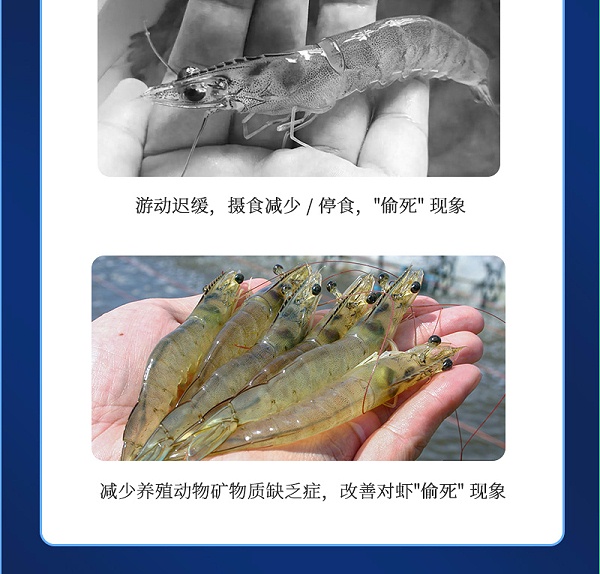 健立血虾详情_03