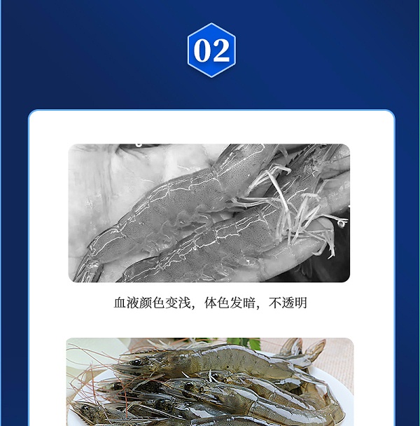 健立血虾详情_04