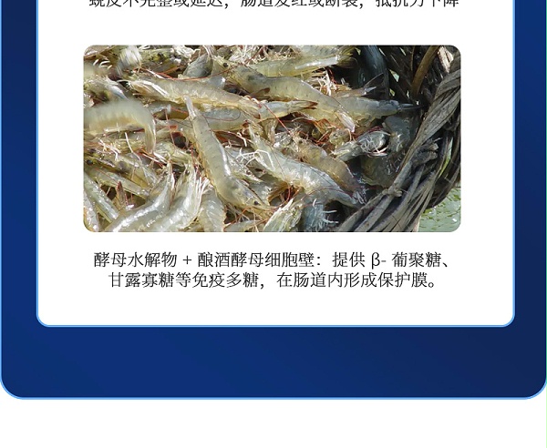 健立血虾详情_06