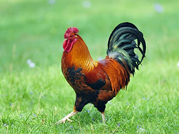 饮水中添加氯化钾对热应激环境中肉鸡生产性能的影响