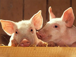 【养猪技术】冬季猪场管理至关重要，冬季养猪要记牢以下事项