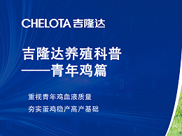 重视青年鸡血液质量，夯实蛋鸡稳产高产基础