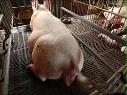 母猪产程过长危害大！其发生的原因有哪些，猪场如何防治？