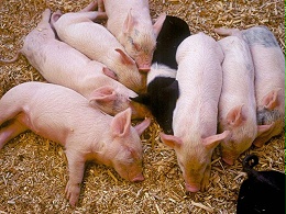 【养猪技术】冬季养猪提高仔猪成活率猪场管理一定要这样做！