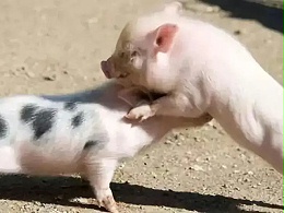 如何给猪并圈可以避免猪打架
