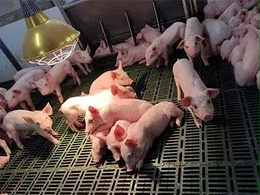 秋天养猪的黄金时期，猪场要注意什么？