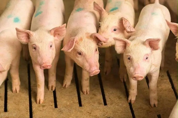 养猪效益低怎么办