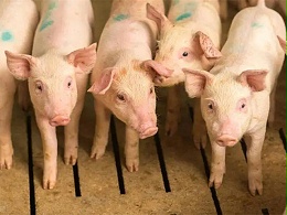 养猪效益低怎么办？实战养猪经验，养好猪要注意这三个问题！