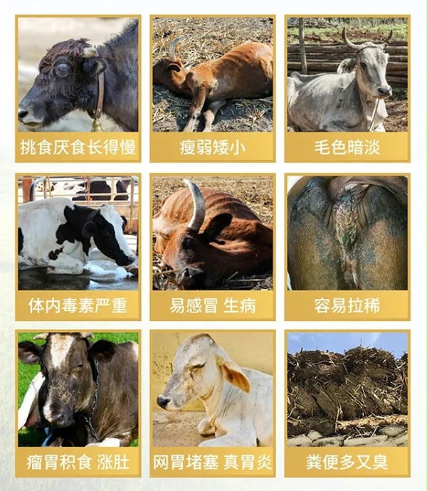吉隆达反刍饲料添加剂牛羊壮膘王针对的问题